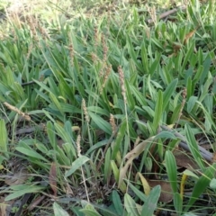 Plantago varia (Native Plaintain) at Mount Painter - 21 May 2020 by CathB