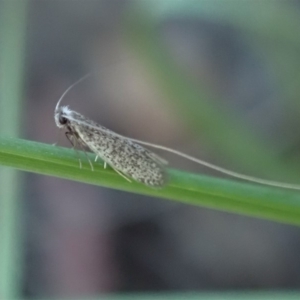 Ceromitia leptosticta at Cook, ACT - 3 May 2020