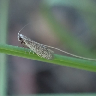 Ceromitia leptosticta (A Fairy moth) at Cook, ACT - 3 May 2020 by CathB