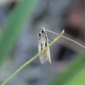 Ceromitia leptosticta at Cook, ACT - 3 May 2020