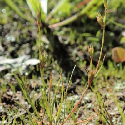 Juncus bufonius (Toad Rush) at Mount Painter - 11 May 2020 by CathB