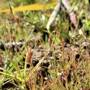 Juncus bufonius at Dunlop, ACT - 11 May 2020 12:54 PM