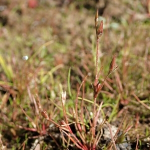 Juncus bufonius at Dunlop, ACT - 11 May 2020 12:54 PM