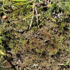 Juncus bufonius at Dunlop, ACT - 11 May 2020 12:54 PM