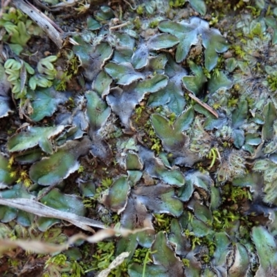 Riccia cartilaginosa (Liverwort) at Dunlop, ACT - 11 May 2020 by CathB