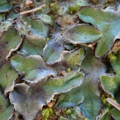 Riccia cartilaginosa at Dunlop, ACT - 11 May 2020