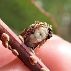 Mataeomera (genus) at Dunlop, ACT - 16 May 2020