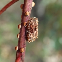 Mataeomera (genus) at Dunlop, ACT - 16 May 2020