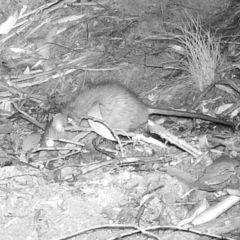 Rattus or Mastacomys sp. (genus) at Rendezvous Creek, ACT - 20 May 2020