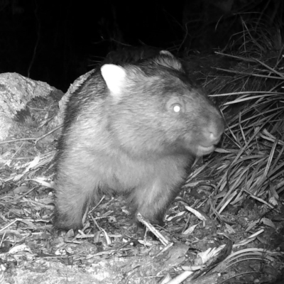 Vombatus ursinus (Bare-nosed Wombat) at Rendezvous Creek, ACT - 20 May 2020 by ChrisHolder