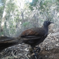 Menura novaehollandiae (Superb Lyrebird) at Rendezvous Creek, ACT - 18 May 2020 by ChrisHolder