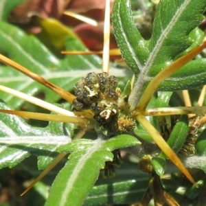 Xanthium spinosum at Narrabundah, ACT - 17 Apr 2020 04:10 PM