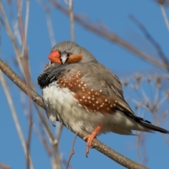 Taeniopygia guttata (Zebra Finch) at Fyshwick, ACT - 6 Jul 2017 by rawshorty