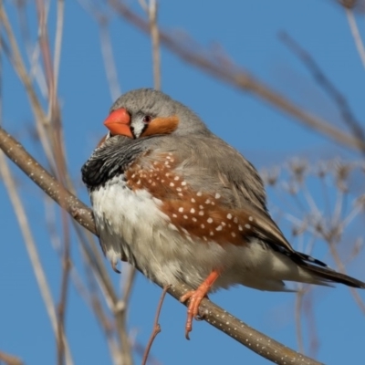 Taeniopygia guttata (Zebra Finch) at Fyshwick, ACT - 7 Jul 2017 by rawshorty