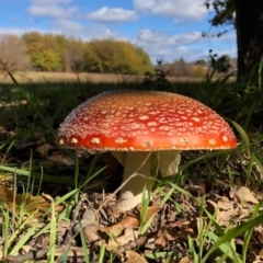 Amanita muscaria (Fly Agaric) at Black Street Grasslands to Stirling Ridge - 23 May 2020 by Ratcliffe