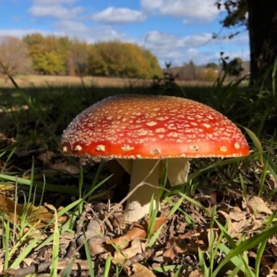 Amanita muscaria (Fly Agaric) at Black Street Grasslands to Stirling Ridge - 23 May 2020 by Ratcliffe