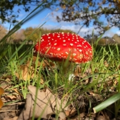 Amanita muscaria at Yarralumla, ACT - 24 May 2020