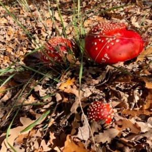 Amanita muscaria at Yarralumla, ACT - 24 May 2020