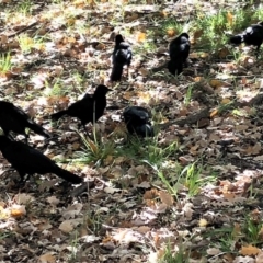 Corcorax melanorhamphos (White-winged Chough) at Black Street Grasslands to Stirling Ridge - 23 May 2020 by Ratcliffe