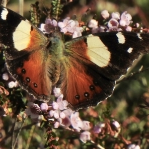 Vanessa itea at Aranda, ACT - 24 May 2020