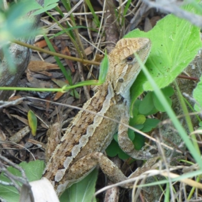 Amphibolurus muricatus (Jacky Lizard) at Wallaga Lake, NSW - 28 Mar 2020 by JackieLambert