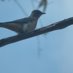 Cacomantis flabelliformis (Fan-tailed Cuckoo) at Murrah, NSW - 3 May 2020 by JackieLambert