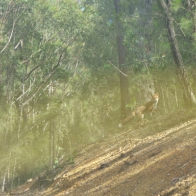 Vulpes vulpes (Red Fox) at Murrah, NSW - 3 May 2020 by JackieLambert