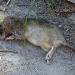 Rattus rattus (Black Rat) at Wallaga Lake, NSW - 16 May 2020 by Jackie Lambert