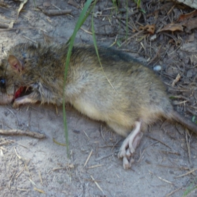 Rattus rattus (Black Rat) at Wallaga Lake, NSW - 16 May 2020 by Jackie Lambert