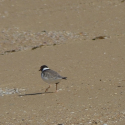Charadrius rubricollis (Hooded Plover) at Central Tilba, NSW - 16 May 2020 by Jackie Lambert