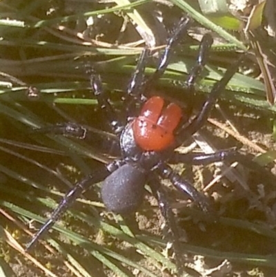 Missulena occatoria (Red-headed Mouse Spider) at Mulligans Flat - 24 May 2020 by DGriffin