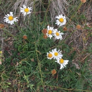 Brachyscome dentata at Corrowong, NSW - 25 May 2020