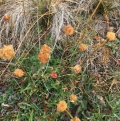 Brachyscome dentata at Corrowong, NSW - 25 May 2020