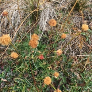 Brachyscome dentata at Corrowong, NSW - 25 May 2020