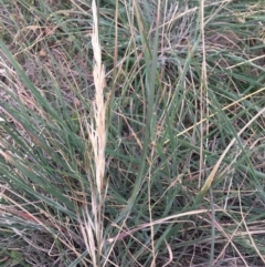 Austrostipa densiflora at Corrowong, NSW - 14 Jun 2020 06:17 PM