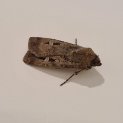 Agrotis infusa (Bogong Moth, Common Cutworm) at Molonglo Valley, ACT - 24 May 2020 by AaronClausen