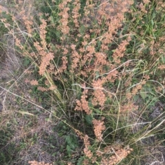 Salvia verbenaca var. verbenaca at Corrowong, NSW - 4 May 2020 01:23 PM