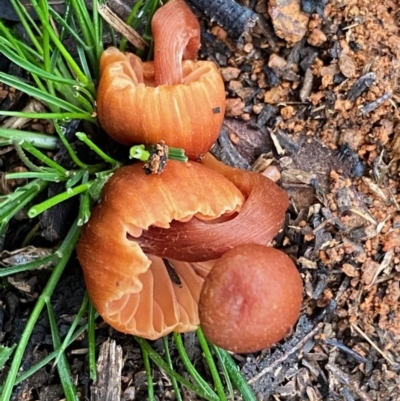 Laccaria sp. (Laccaria) at Hughes, ACT - 23 May 2020 by LisaH