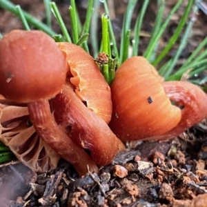 Laccaria sp. at Hughes, ACT - 23 May 2020