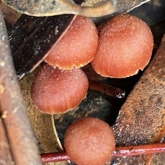 Laccaria sp. at Hughes, ACT - 23 May 2020