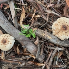 Chlorophyllum/Macrolepiota sp. (genus) at Hughes, ACT - 23 May 2020 by LisaH