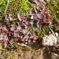 Euphorbia dallachyana (Mat Spurge, Caustic Weed) at Campbell, ACT - 17 May 2020 by JanetRussell