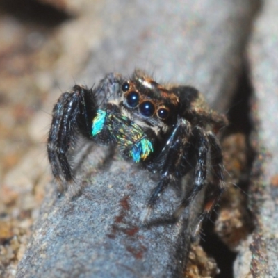 Jotus auripes (Jumping spider) at Hackett, ACT - 17 May 2020 by Harrisi