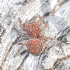 Euophryinae sp.(Undescribed) (subfamily) (A jumping spider) at Bruce, ACT - 24 May 2020 by Harrisi