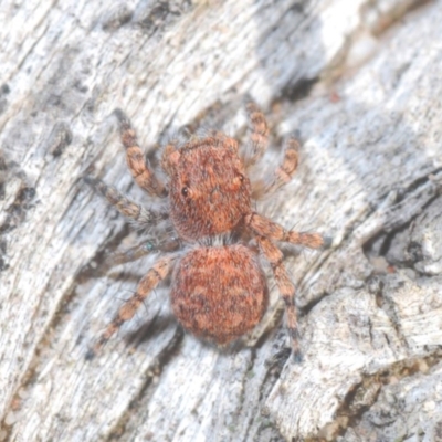 Euophryinae sp.(Undescribed) (subfamily) (A jumping spider) at Bruce Ridge to Gossan Hill - 24 May 2020 by Harrisi