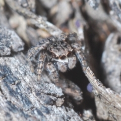 Maratus vespertilio (Bat-like peacock spider) at Bruce Ridge to Gossan Hill - 24 May 2020 by Harrisi