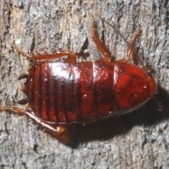 Drymaplaneta sp. (genus) at Bruce, ACT - 24 May 2020 by Harrisi