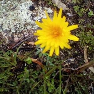 Microseris lanceolata at Tennent, ACT - 9 May 2020 12:46 PM