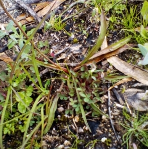 Microseris lanceolata at Tennent, ACT - 9 May 2020