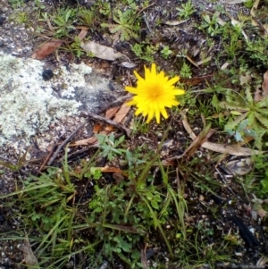 Microseris lanceolata at Tennent, ACT - 9 May 2020 12:46 PM